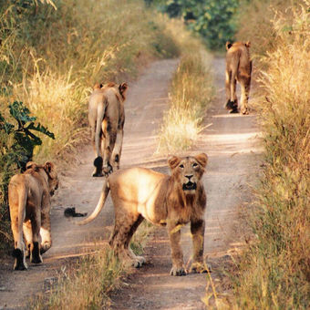 Sasan gir Safari