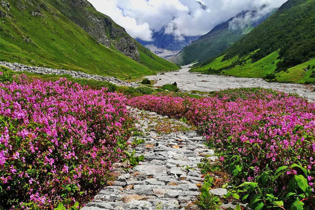 Valley of Flowers Trekking