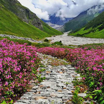 Valley of Flowers Trekking