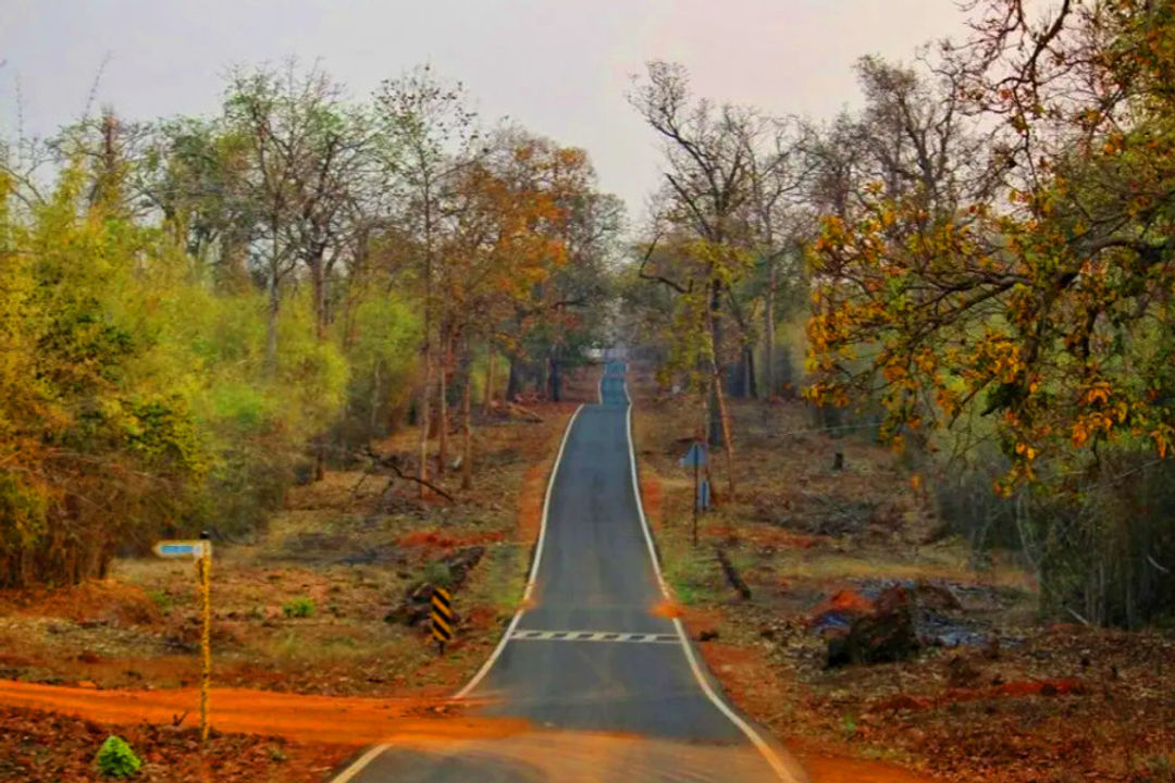 Tadoba Andhari Tiger