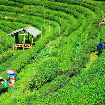 Nature Walk To Tea Garden