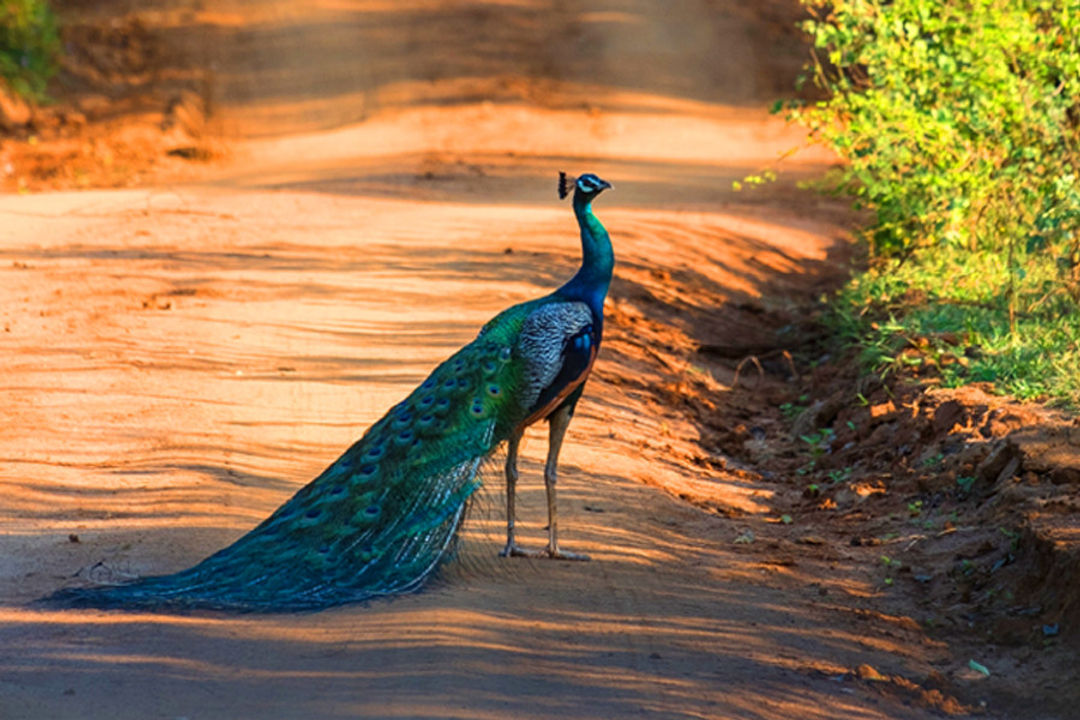 Sariska National Park