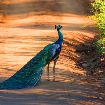 Sariska National Park