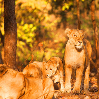 Gir National Park