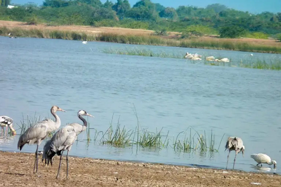 Ahmedabad Dasada Wildlife