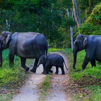 Must Visit Tourist Places in Wayanad