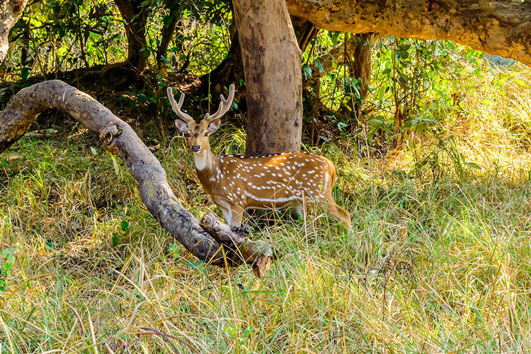 Corbett National Park Weekend Tour