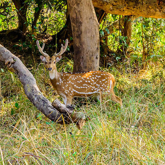 Corbett National Park Weekend Tour