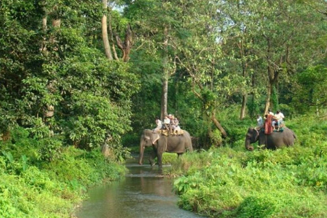 gorumara national park