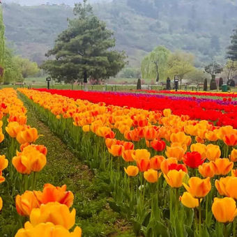 tulip garden