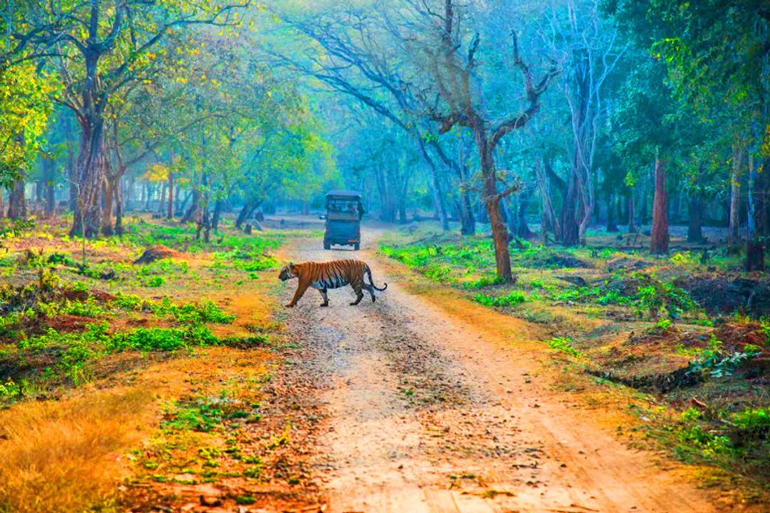 Nagarhole Short Tour