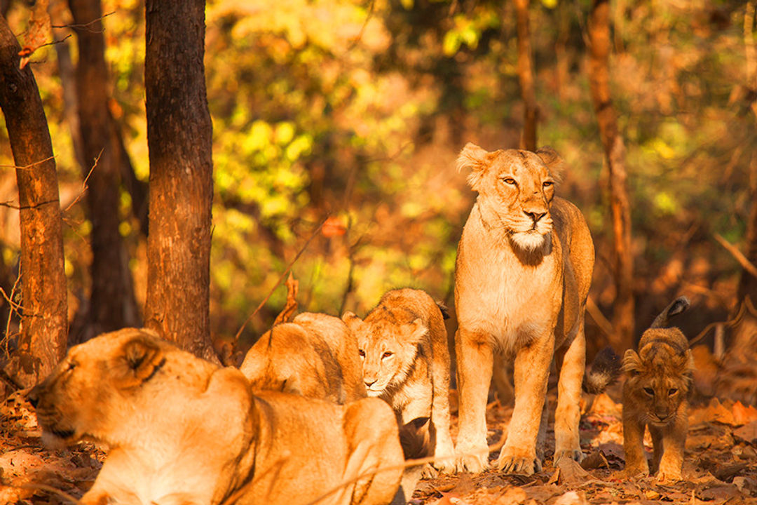 Gir National Park