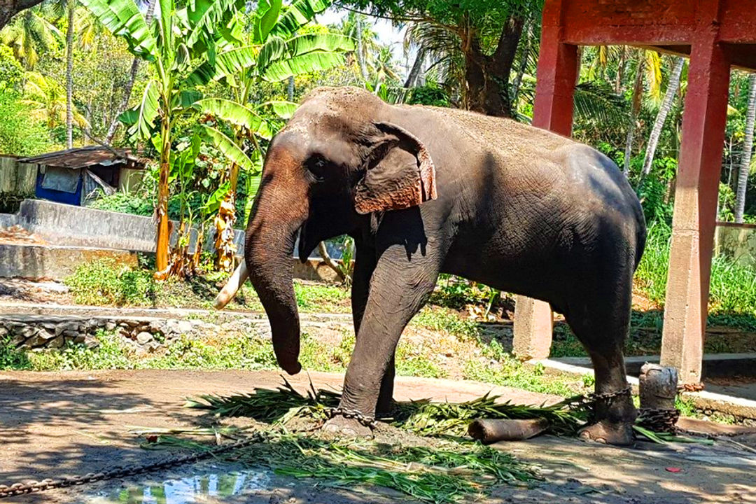 Elephant Camp Guruvayoor