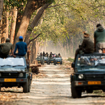 Safari jeeps