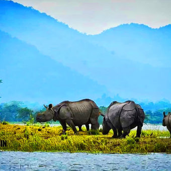 Kaziranga National Park