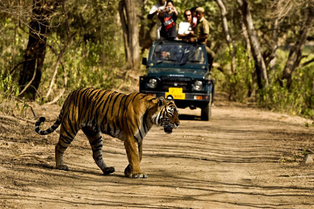 Rajaji National Park Safari With Camping