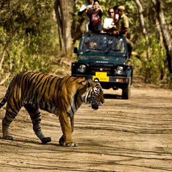 Rajaji National Park Safari With Camping