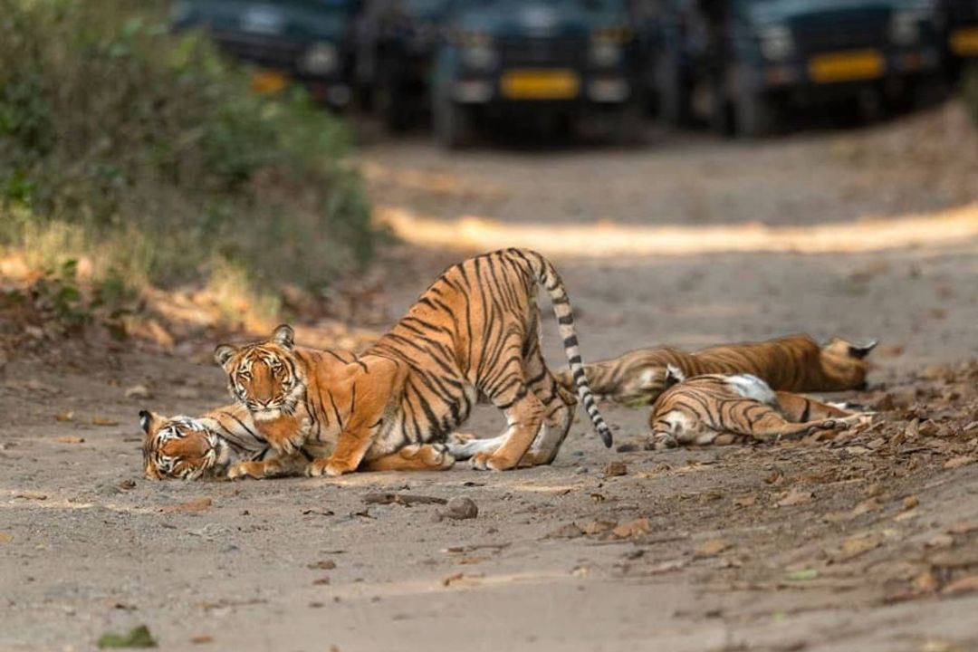 Rajaji National Park Tourism