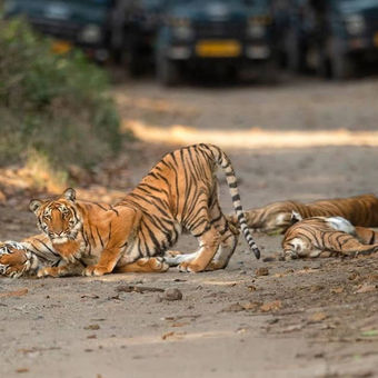 Rajaji National Park Tourism