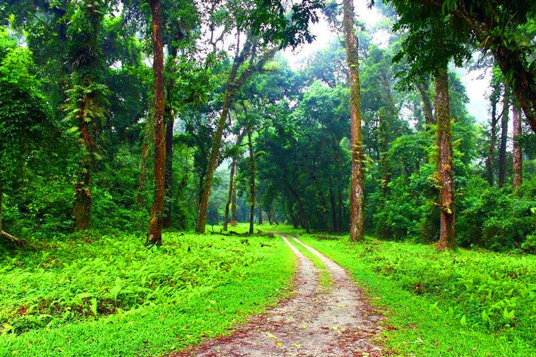 Gorumara National Park