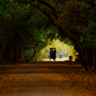 Bharatpur tour