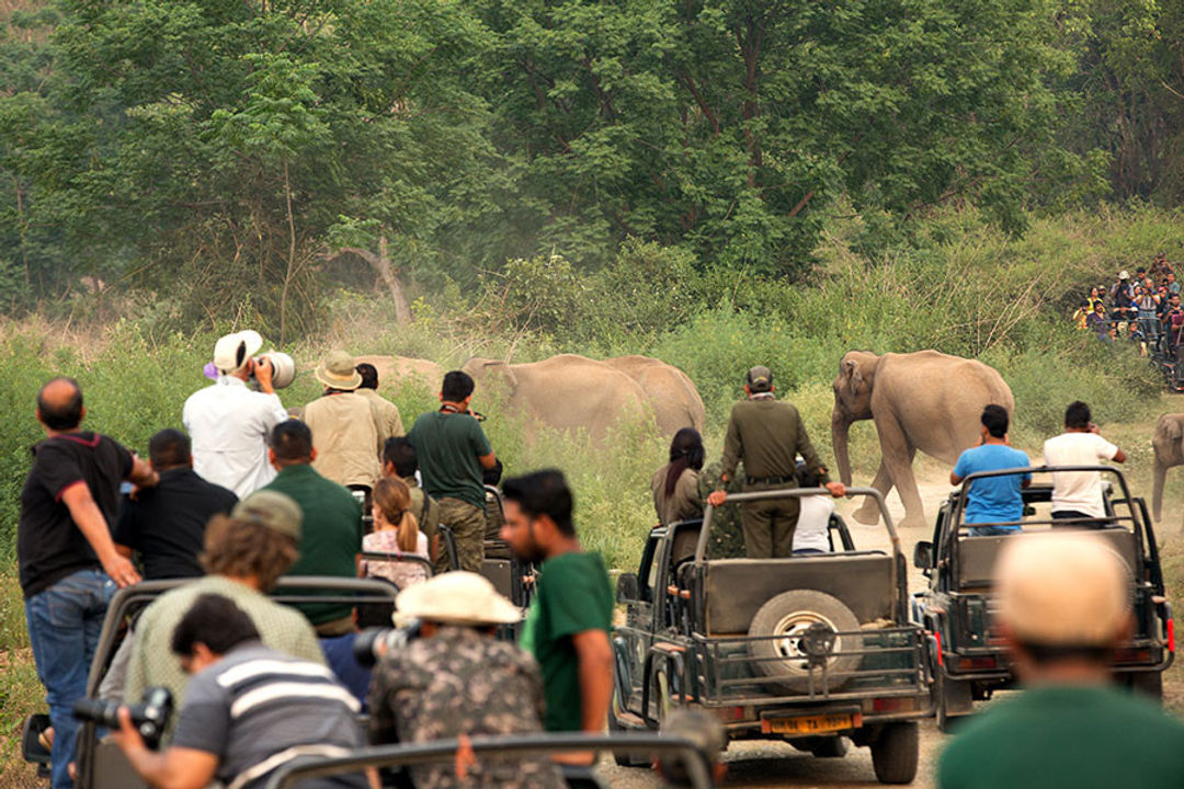 Corbett safari