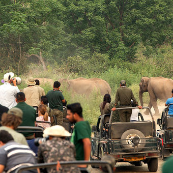 Corbett safari