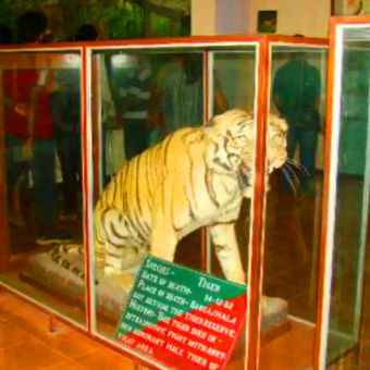 Corbett Museum Kaladhungi