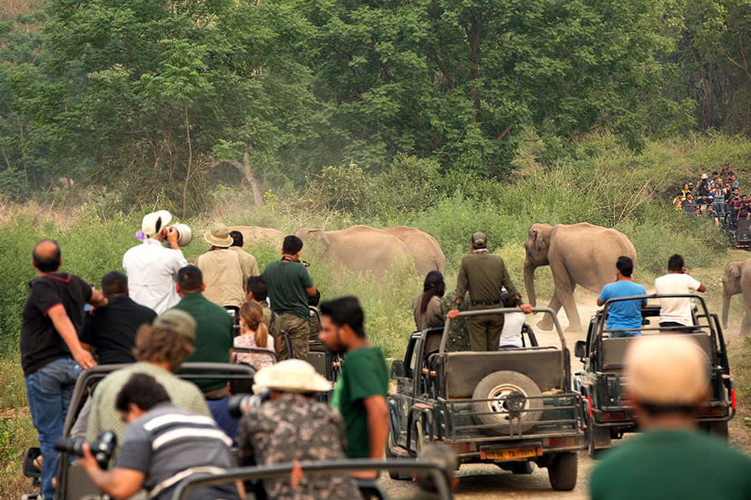 Corbett National Park