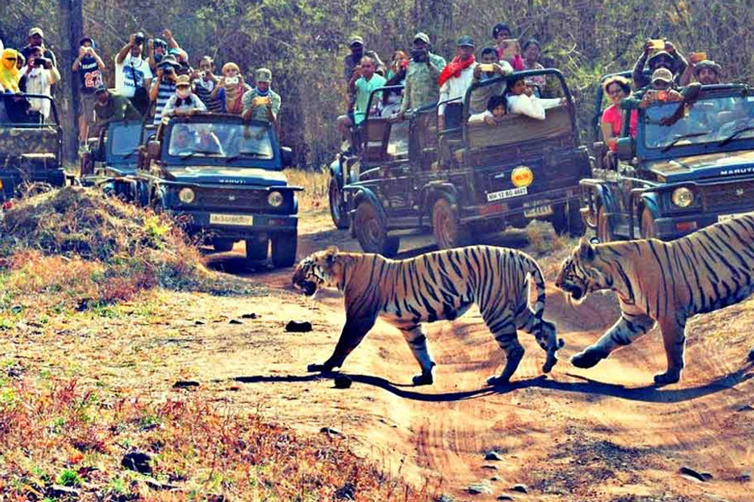 Tadoba National Park Nagpur