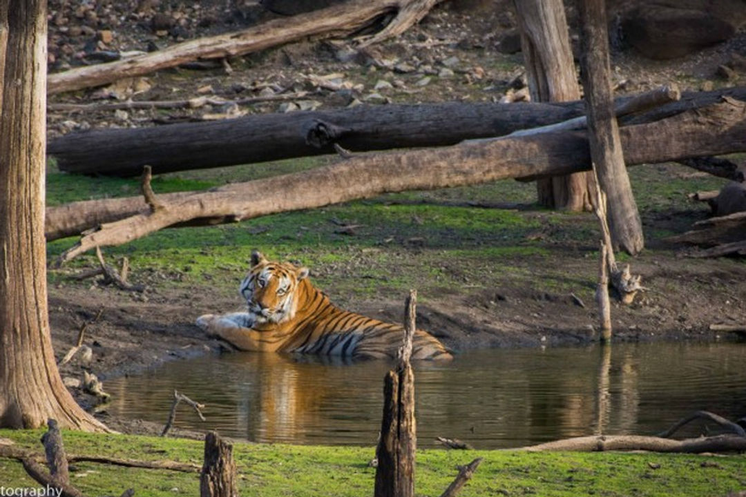 Pench Tiger Reserve