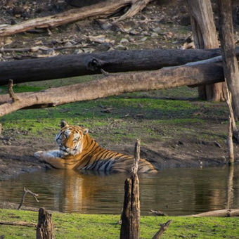 Pench Tiger Reserve