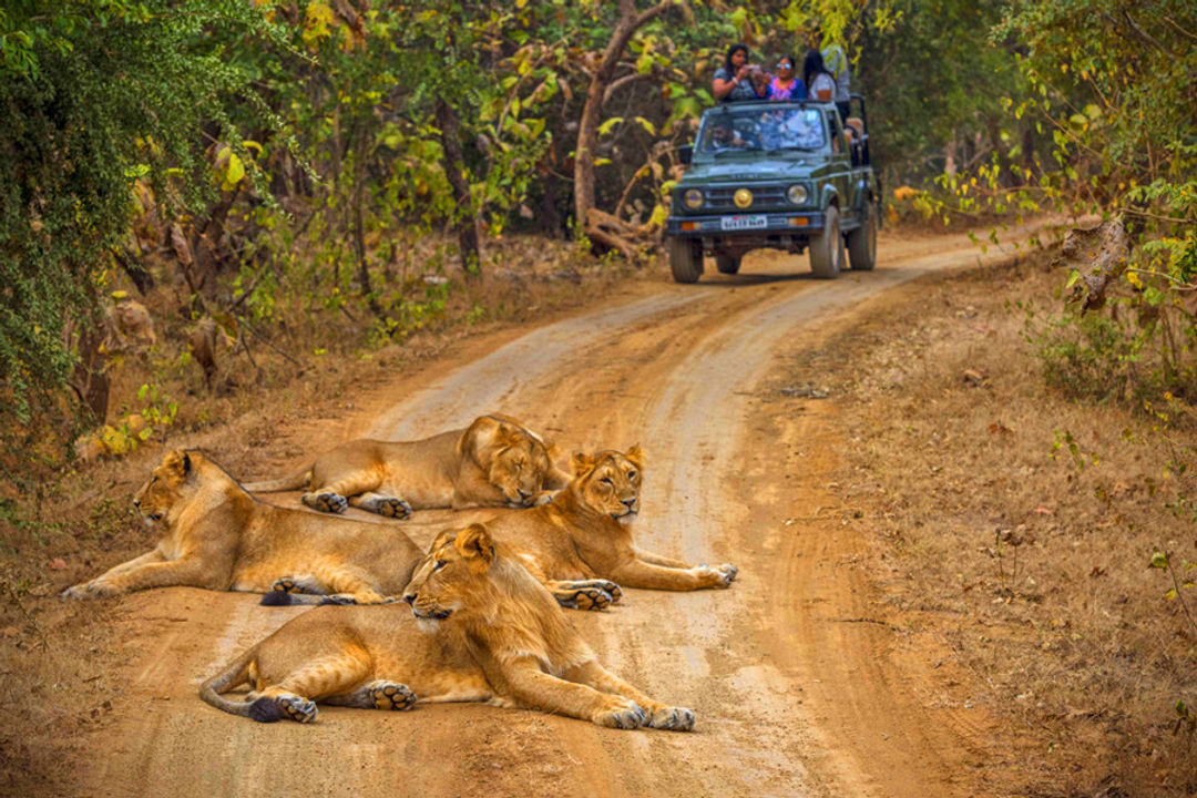 Gir National Park