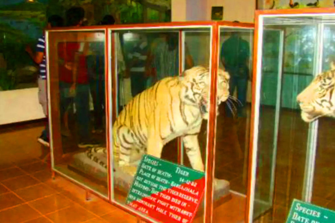 Corbett Museum Kaladhungi