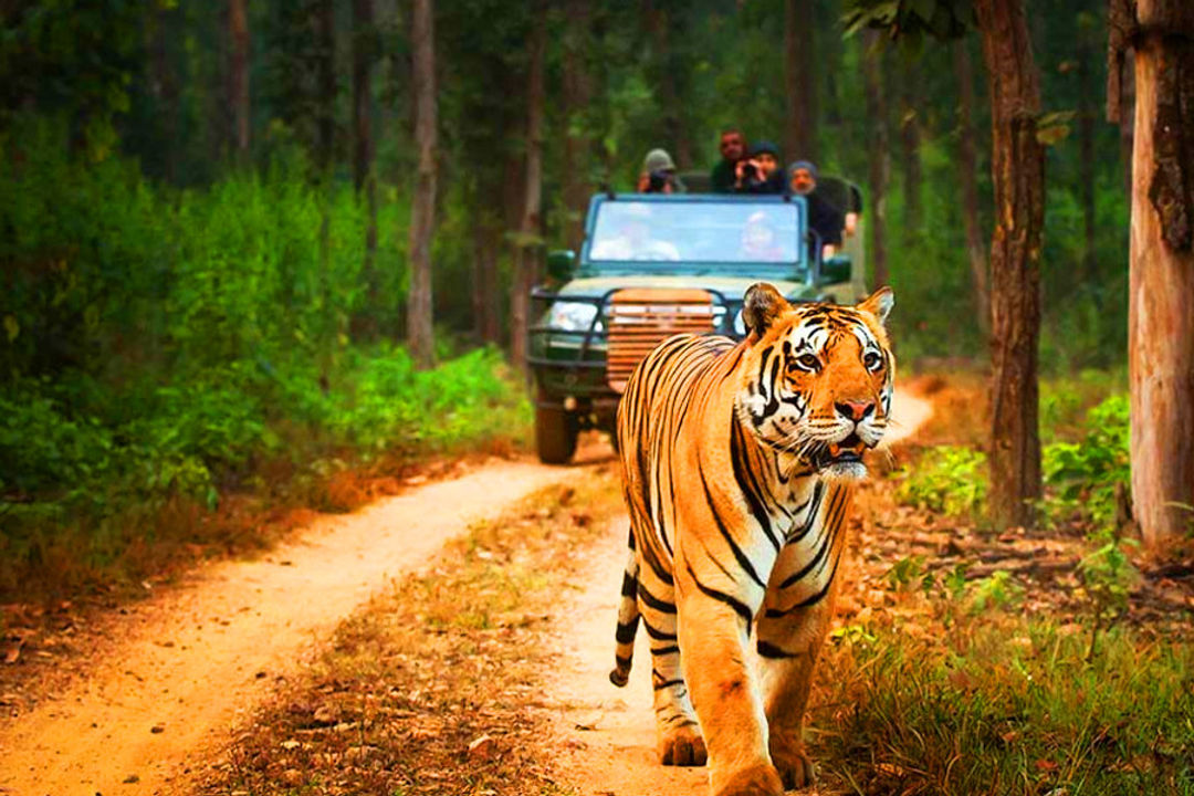 Tadoba National Park