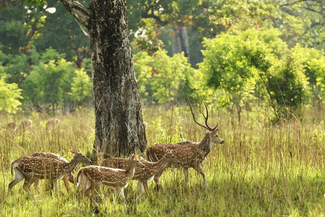 gir National Park Gujarat