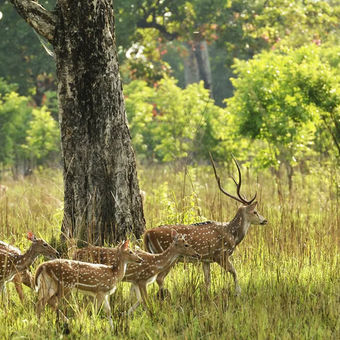 gir National Park Gujarat