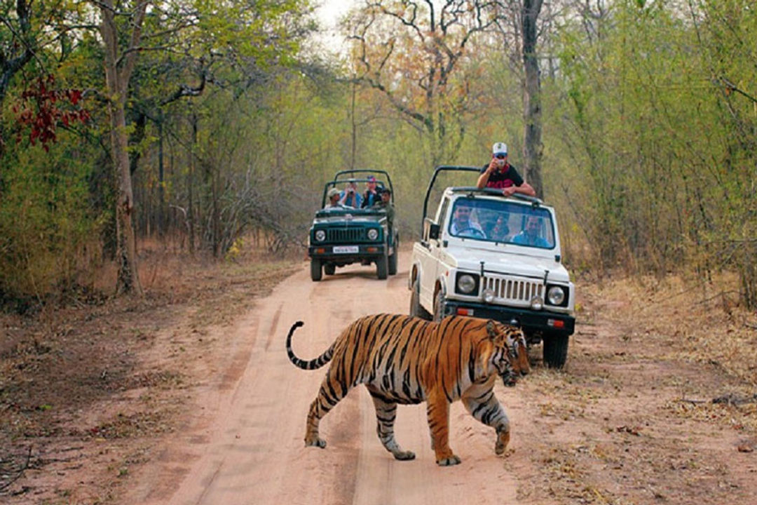 Ranthambore National Park Jeep Tiger