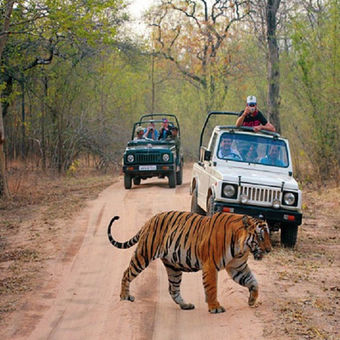 Ranthambore National Park Jeep Tiger