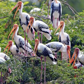 Keoladeo National Park