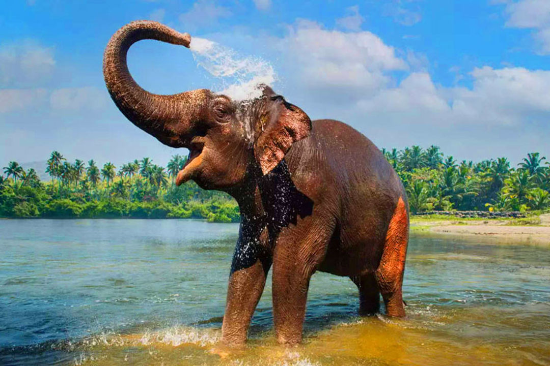 periyar national park