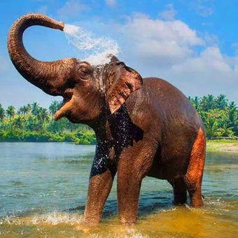 periyar national park