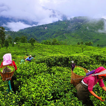 Tea garden in Darjeeling