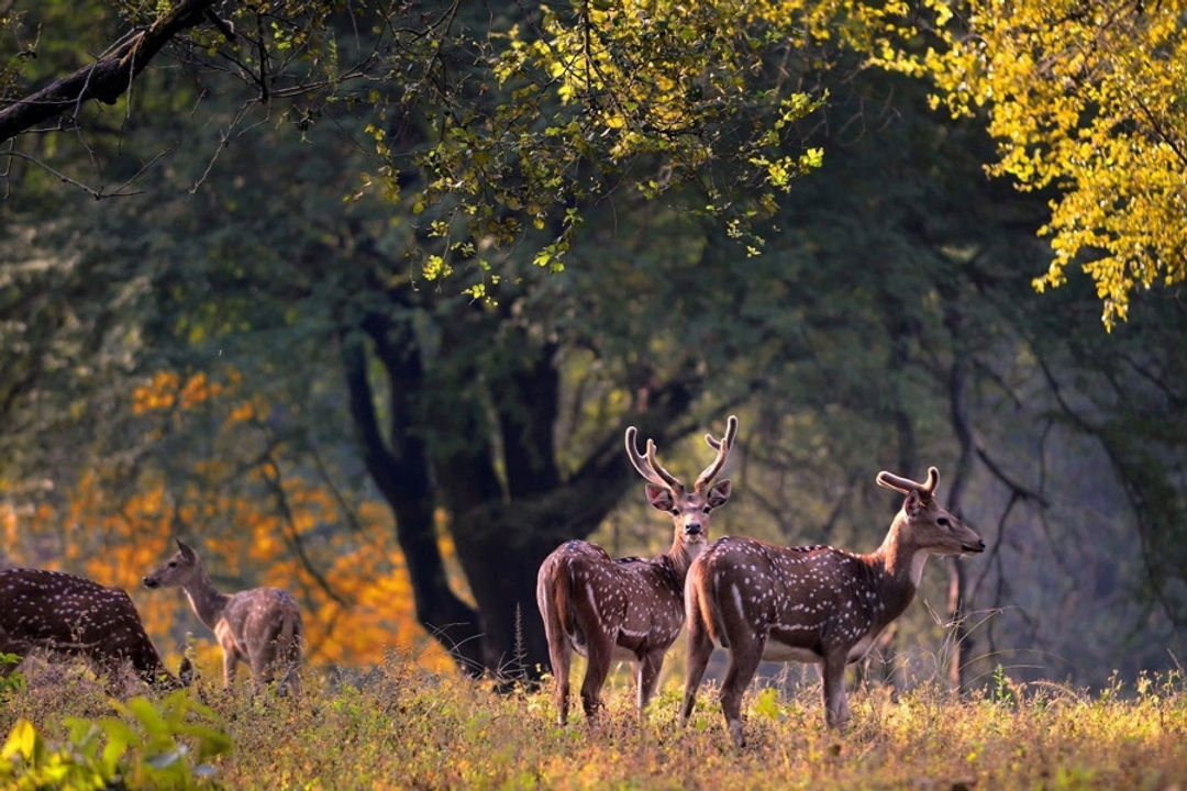 Kanha Travel