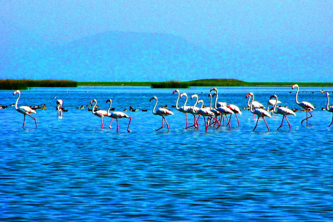 Chilka Lake Bird Sanctuary