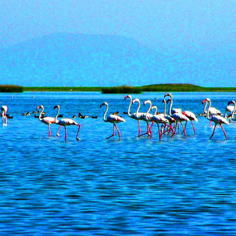 Chilka Lake Bird Sanctuary