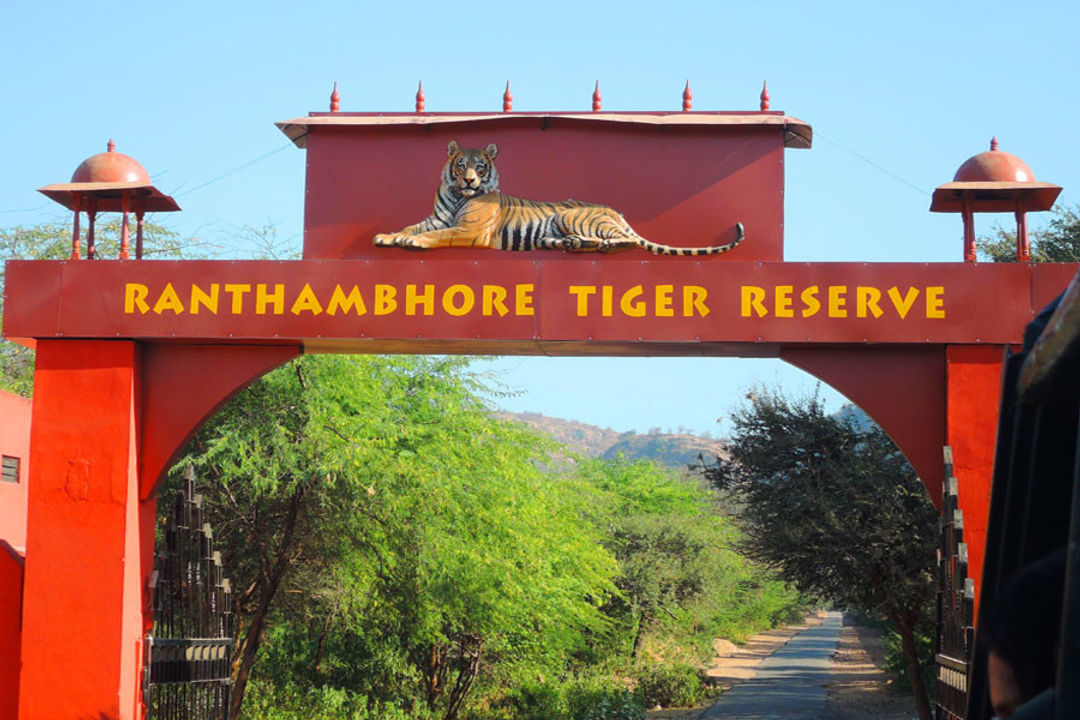 Ranthambore Tiger