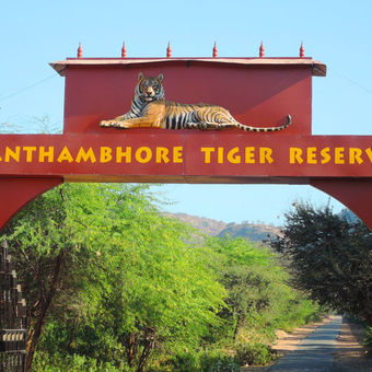 Ranthambore Tiger