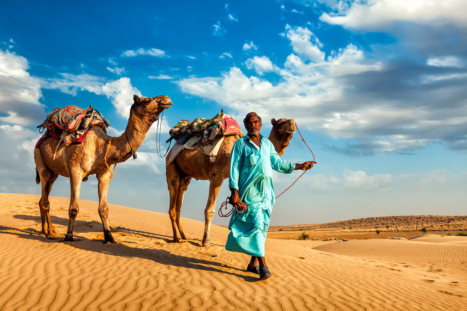 Camels