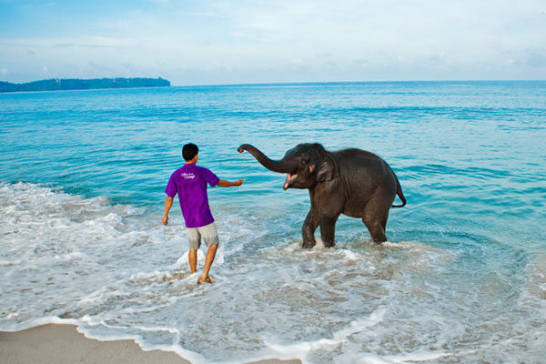 Elephant Beach